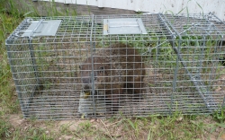 Michigan, montcalm county humane woodchuck live trapping