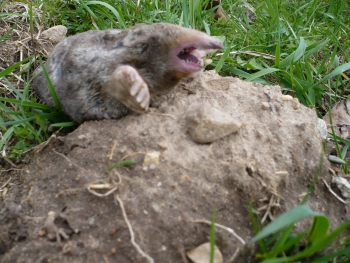 mole poision, mole bait
