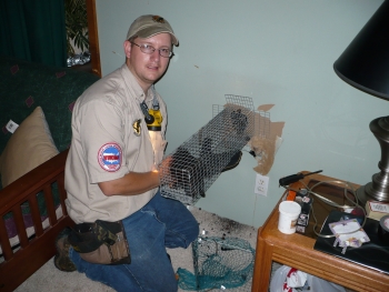 Rockford, mi Squirrel Removal, squirrel in wall