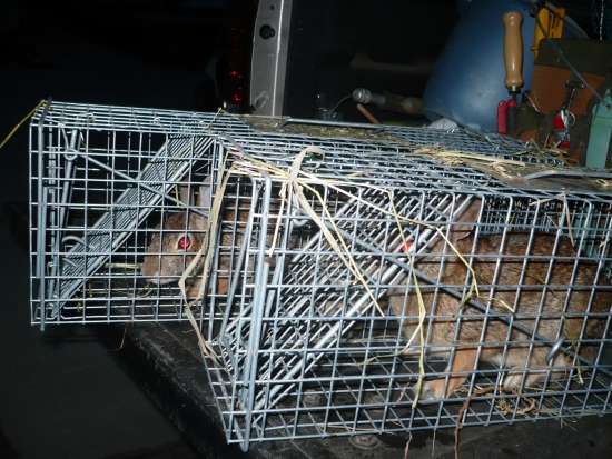 Greenville, MI rabbit trapping and removal services