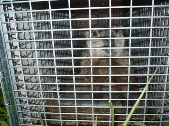 Greenville, mi woodchuck trapping and removal services.