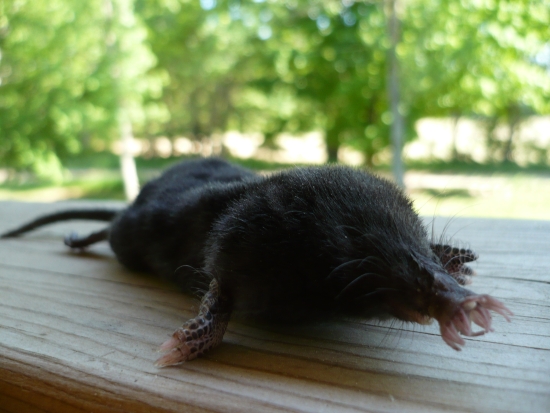 MI Starnosed mole damaging my yard