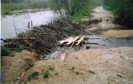 MI Beaver damming and flooding a road.