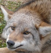 West Michigan coyote trapping and control programs available.