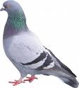 MI Pigeon trapping and bird pest control services.